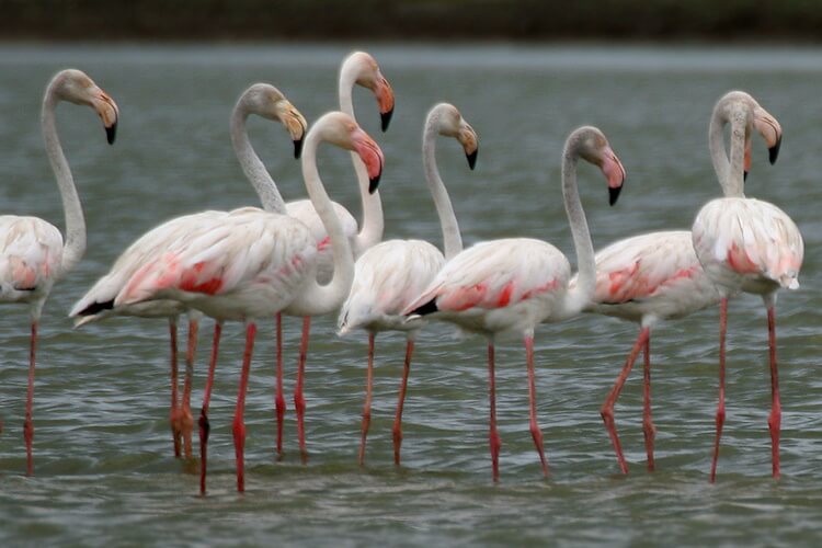 Greater_Flamingoes
