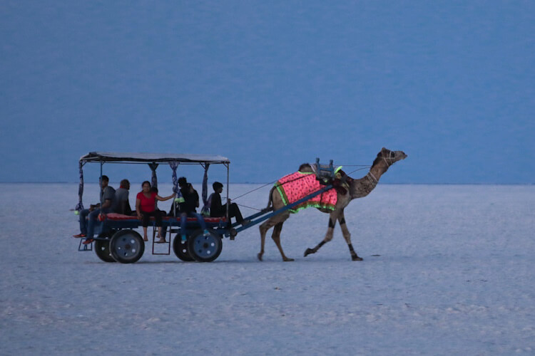 camel-safari